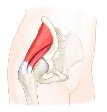 Anatomy of the hip