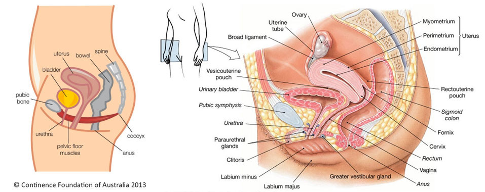 Female Anatomy