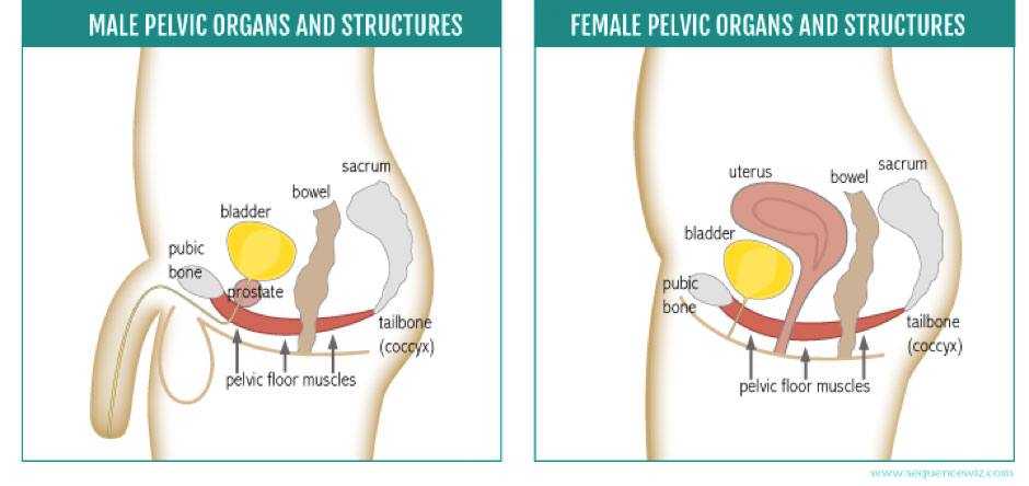 Male vs Female Pelvic Organs