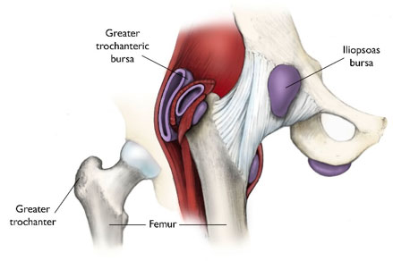 Anatomy showing hip bursae
