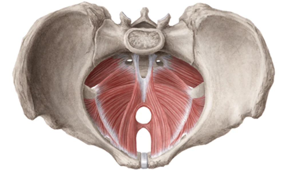 Pelvic Floor Dysfunction: More Than Weakness