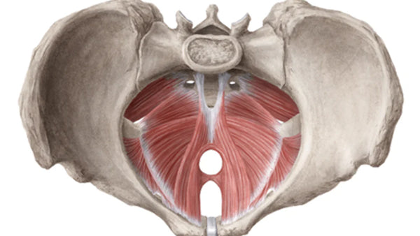 Understanding Pelvic Floor Dysfunction: More Than Just Weakness