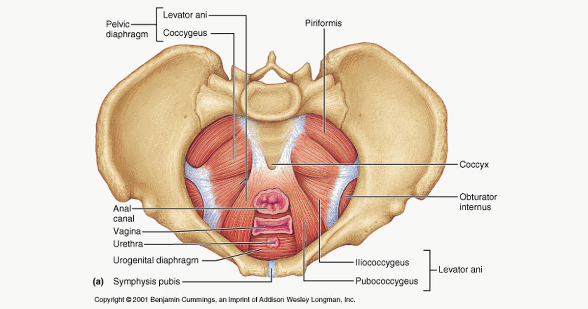 We’ve known for a while now how important the core is - that allows our spine to be flexible and fluid but then at the next moment, stiff to brace under high loads. However, one lesser known fact is that our pelvic floor muscles play a crucial role in this dynamic system.